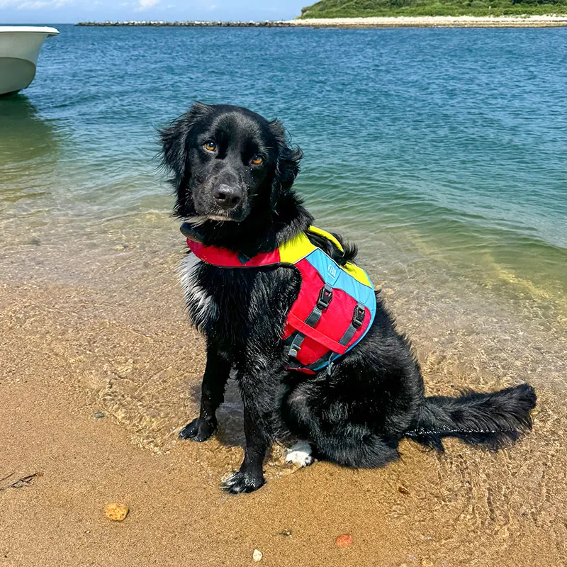 FIDO, image 4
