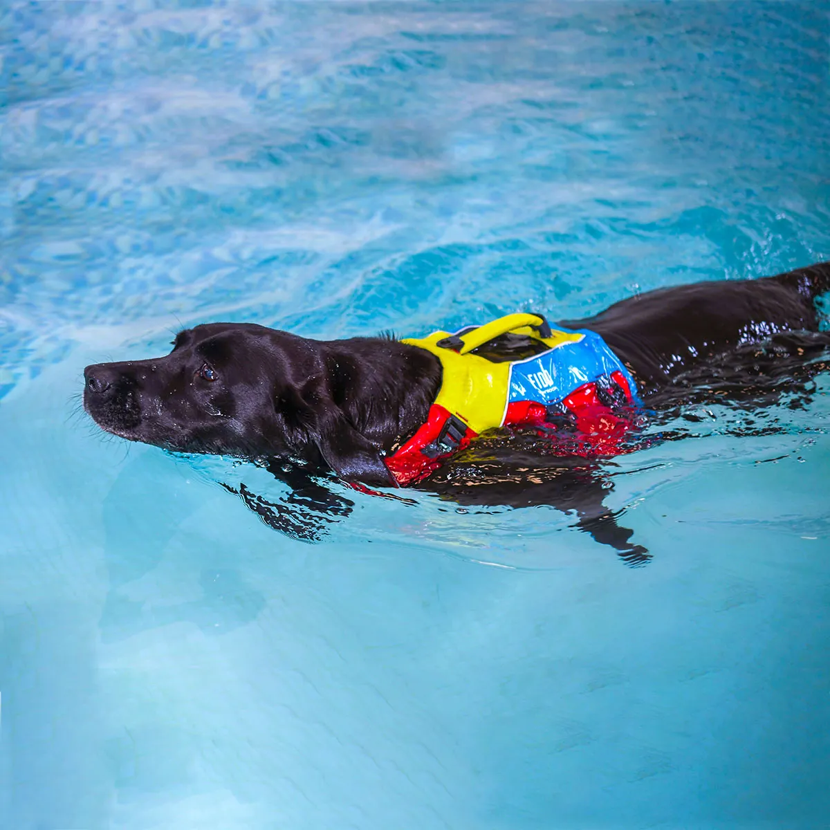 FIDO, image 7