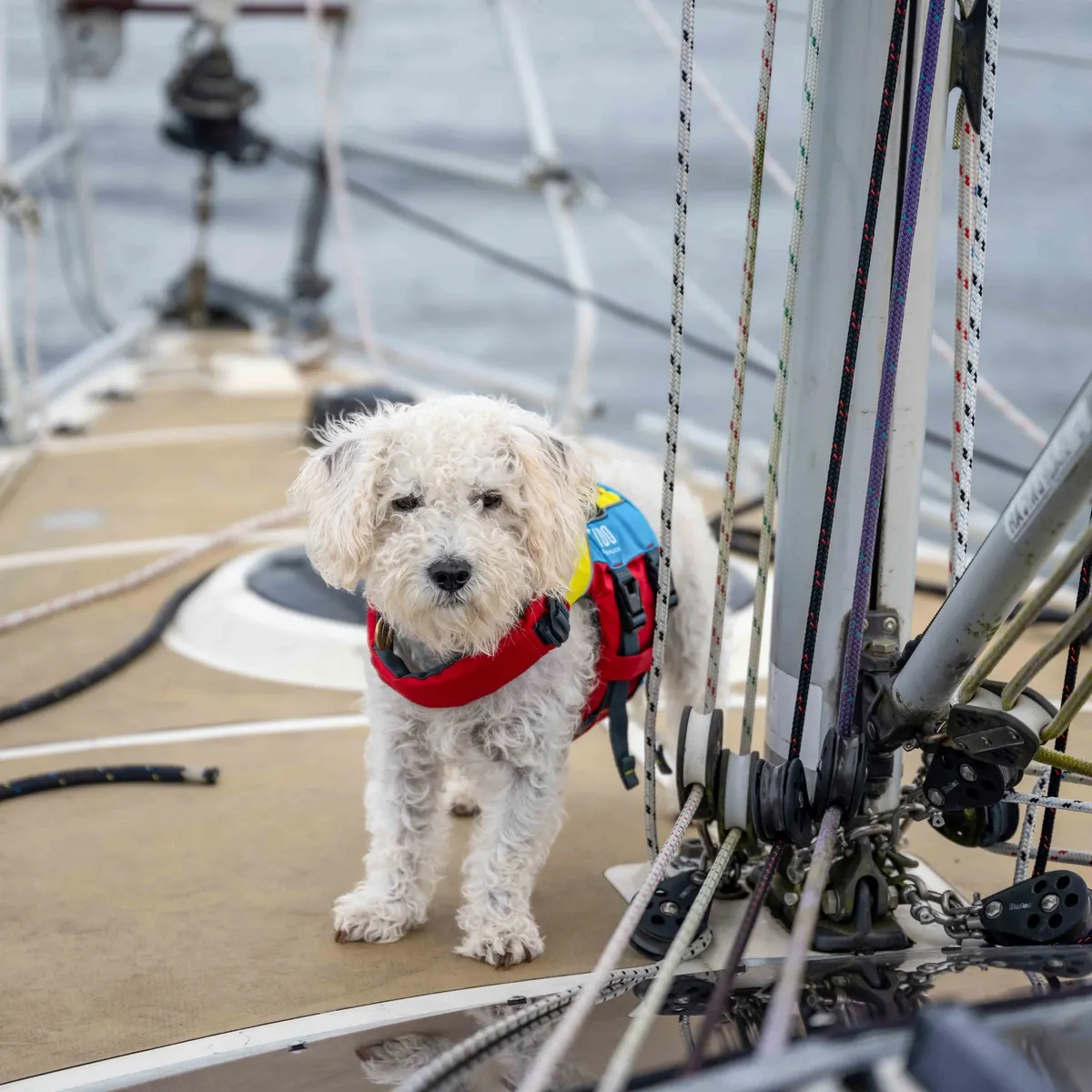 FIDO, image 3