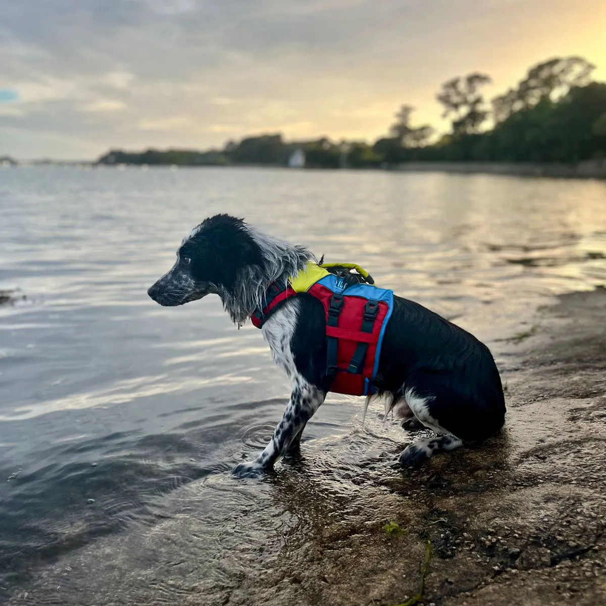 FIDO, image 6