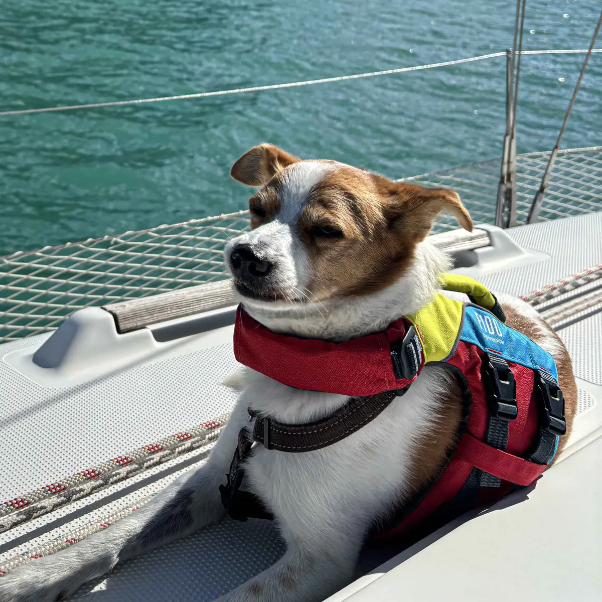 FIDO, image 5
